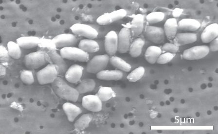 A microscope image of the GFAJ-1 bacterium, cultured on an arsenic-containing growth medium.