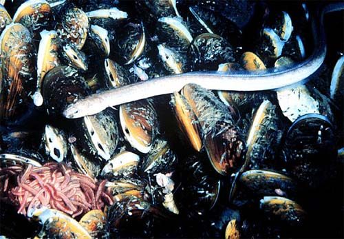A brine pool eel and pink worms on a dense bed of deep-sea mussels at the edge of a seafloor brine pool.