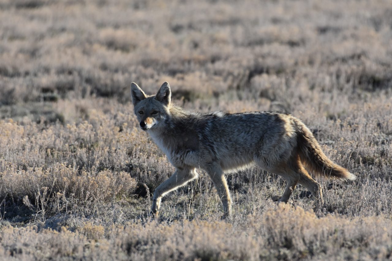 A coyote walking through dry sagebrush and grass, seen side on in low sunlight