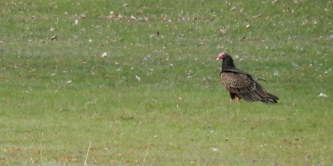 A turkey vulture standing on short green grass, seen side on with its bare red head visible