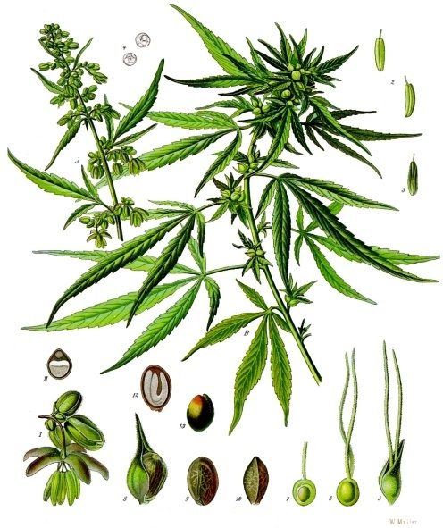An 1897 botanical illustration of Cannabis sativa showing male and female plants with floral, pollen, fruit, and seed anatomy