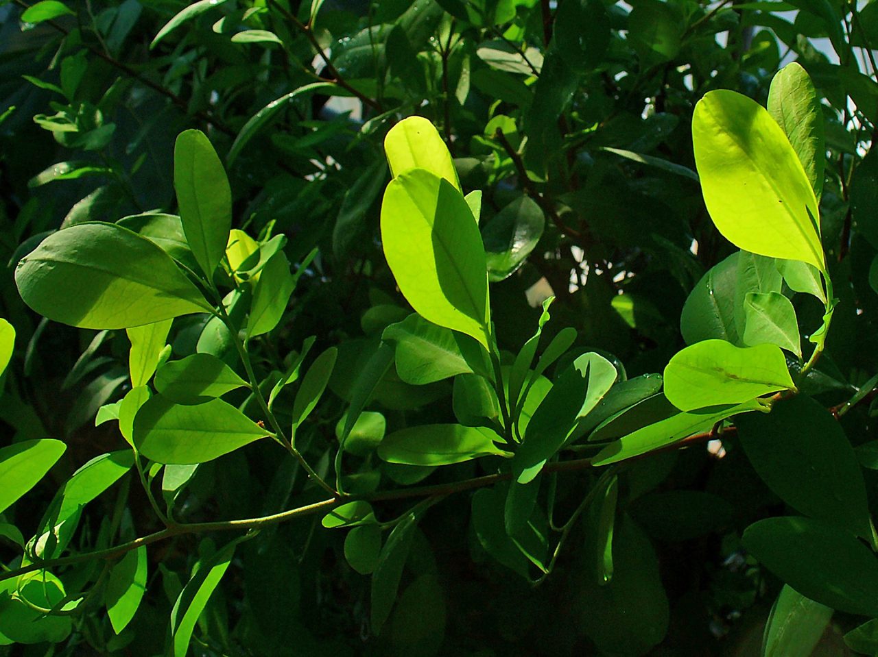 Close-up photograph of Erythroxylum coca leaves, the South American plant that is the only known source of cocaine