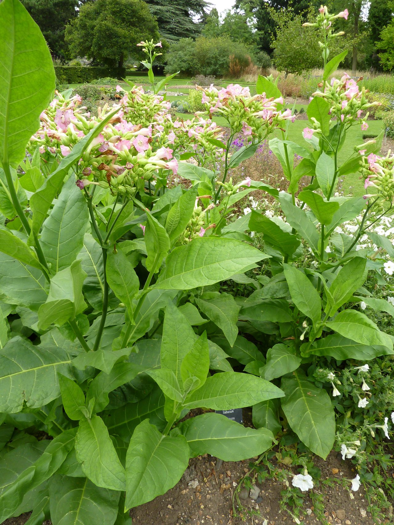 Photograph of the living Nicotiana tabacum tobacco plant, Cambridge University Botanic Garden