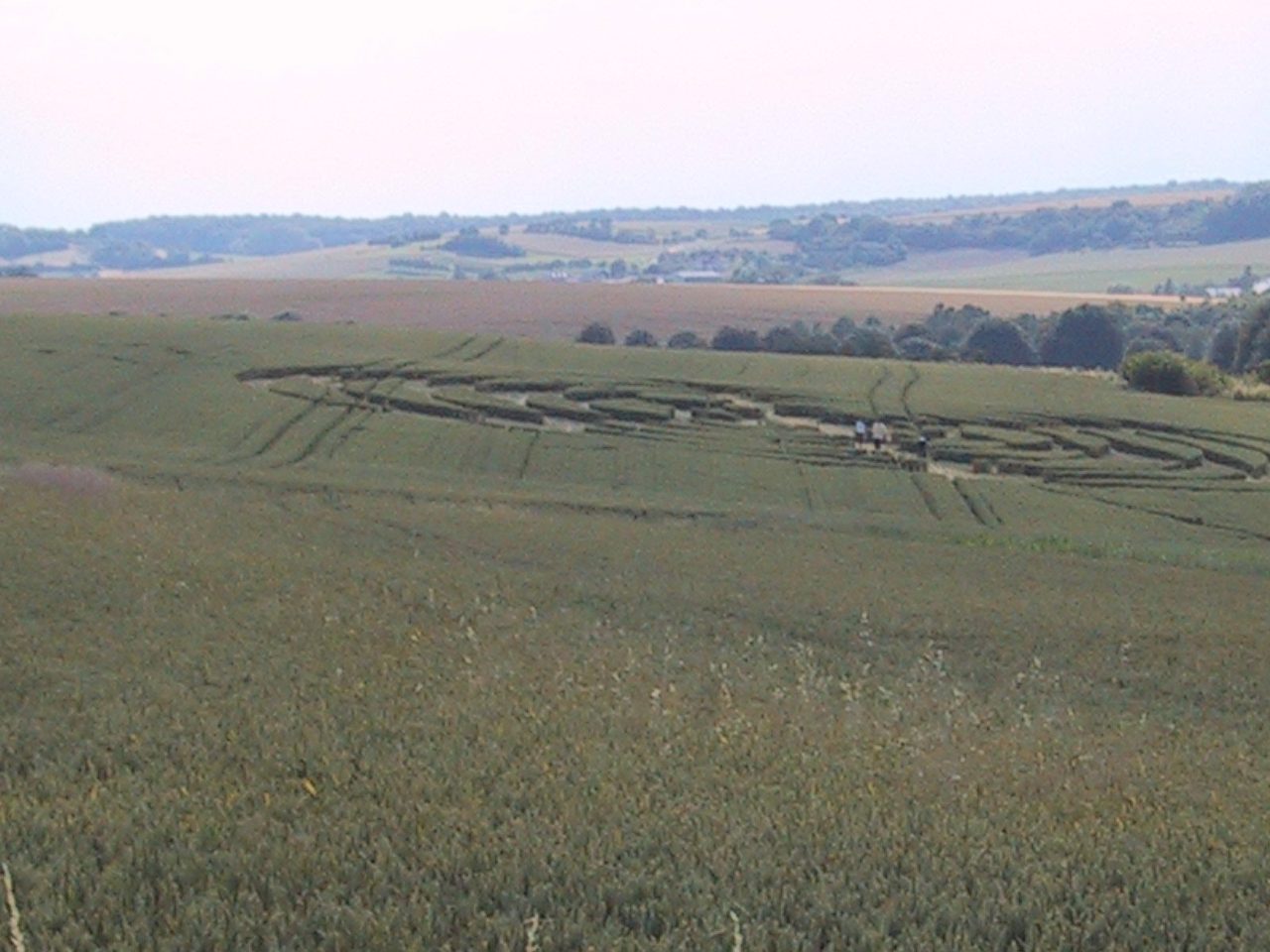 A large looping crop formation seen at a distance across a green cereal field, with small figures standing inside it