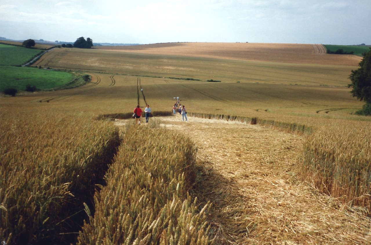 Standing inside a crop formation, with ripe wheat walled up on both sides and a wide floor of flattened stems running away toward figures in the distance