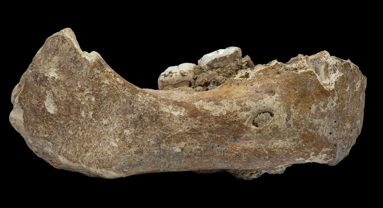 The Xiahe mandible, the first Denisovan fossil identified outside Denisova Cave
