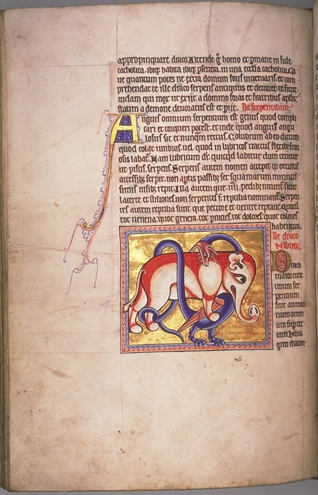 Illuminated dragon miniature, folio 65v of the Aberdeen Bestiary, circa 1200 CE