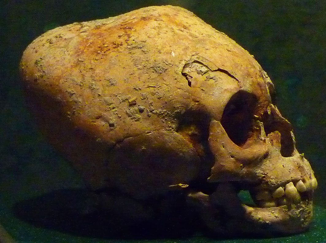 A modified Maya skull in a museum case, the braincase long and swept back
