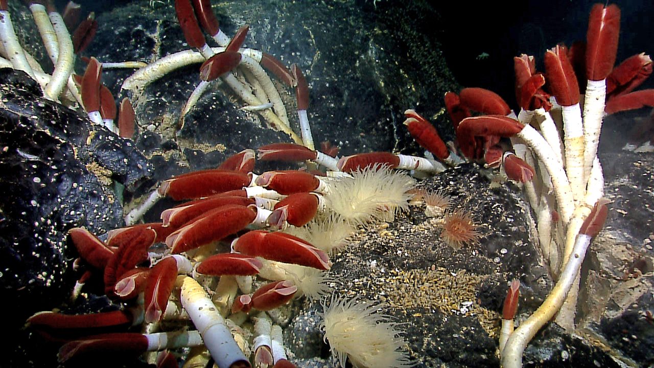 A dense colony of giant tube worms, Riftia pachyptila, with red plumes and pale tubes, at a hydrothermal vent on the Galapagos Rift.