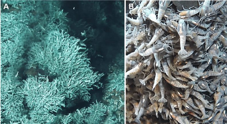 Thousands of vent shrimp, Rimicaris exoculata, swarming around an active black smoker chimney on the Mid-Atlantic Ridge.