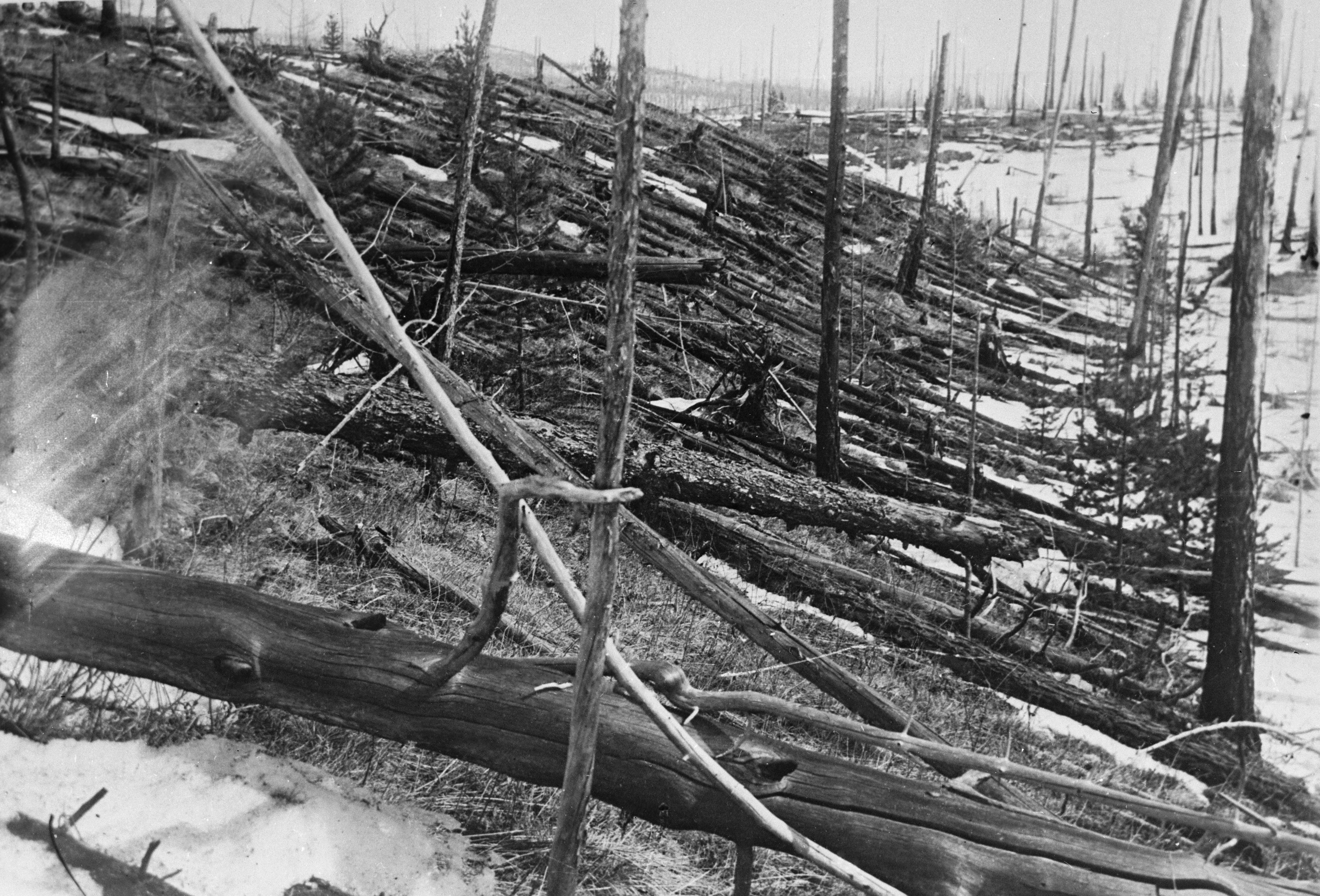 Photograph of the flattened forest at the Tunguska event site, taken during Leonid Kulik's 1929 expedition