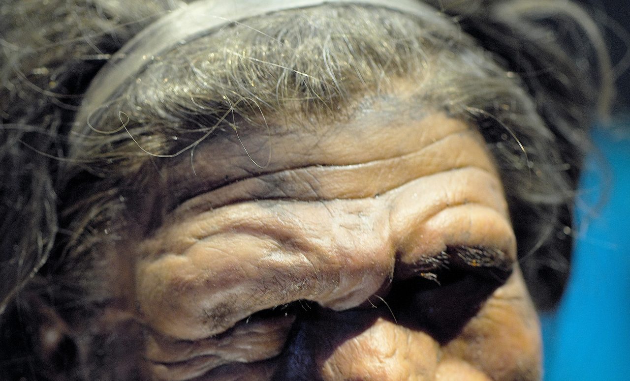 A scientifically informed reconstruction of a Neanderthal man's face and upper body, based on a specimen found at Spy, Belgium