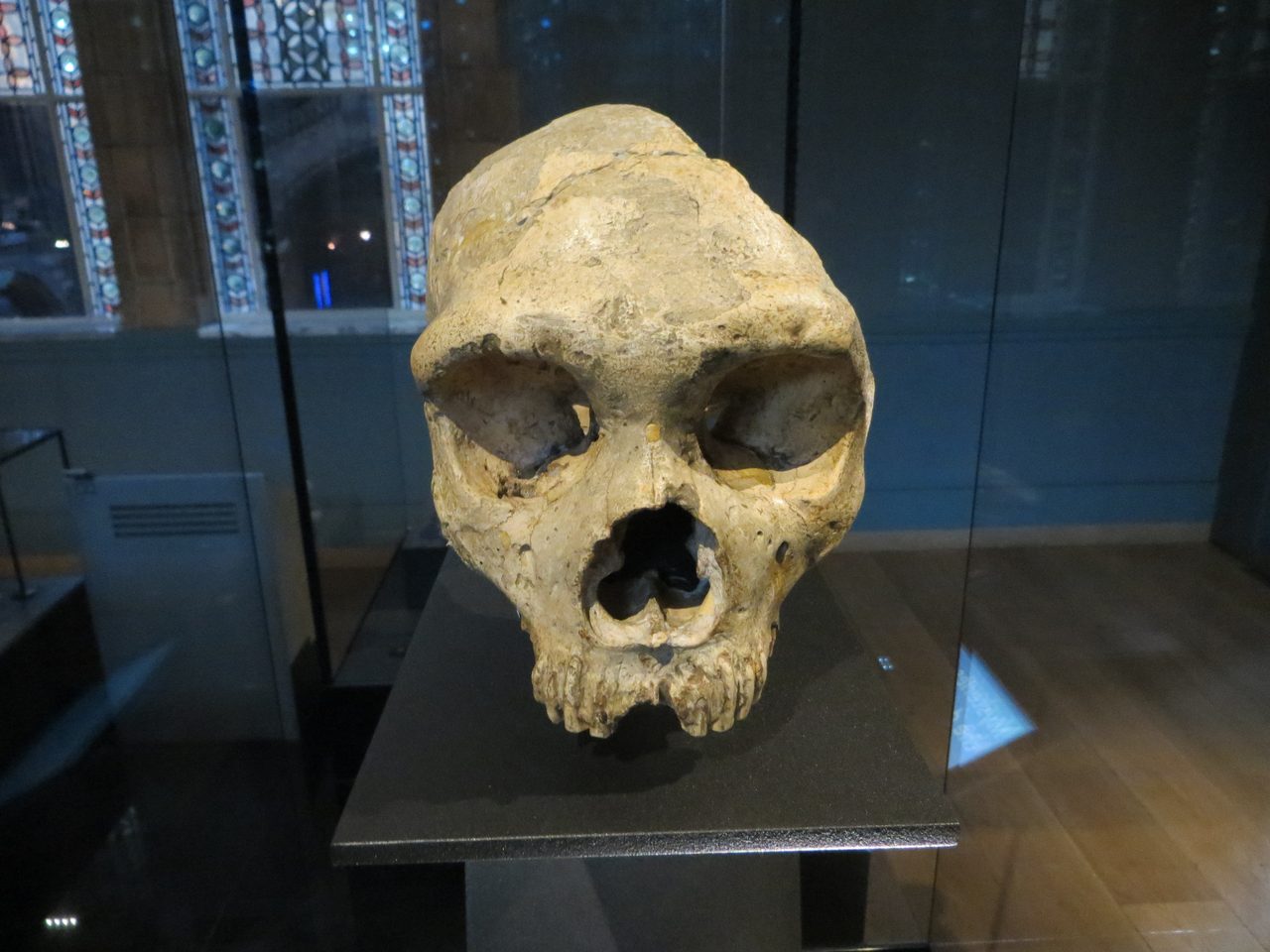 Neanderthal skull discovered in 1848 at Forbes' Quarry, Gibraltar, the first adult Neanderthal skull ever found