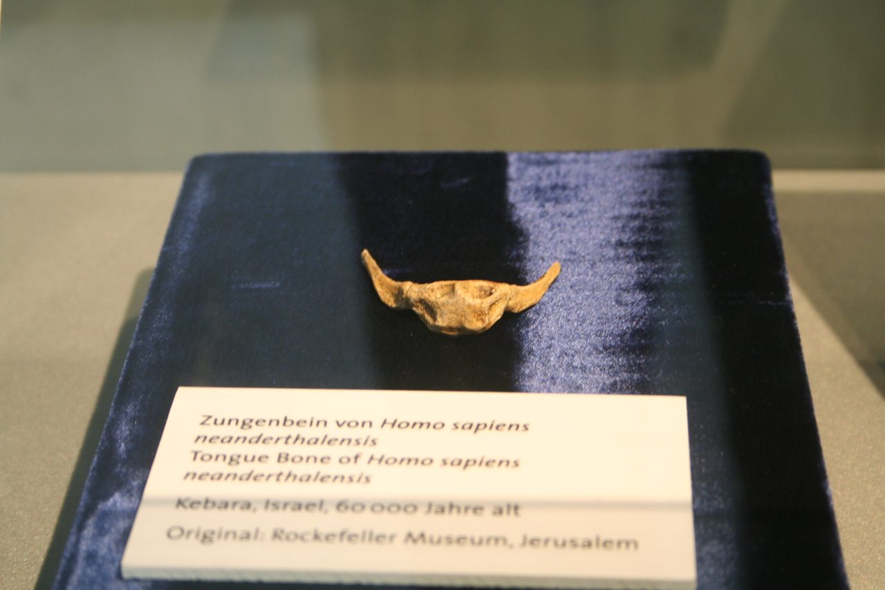 The hyoid bone from the Kebara 2 Neanderthal specimen, a small U-shaped throat bone involved in speech anatomy