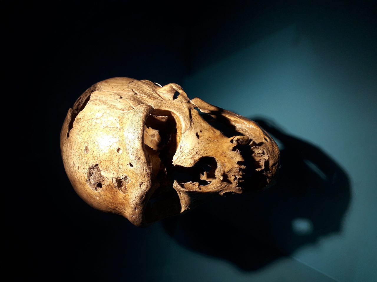 Fossil skull and mandible of the La Chapelle-aux-Saints Neanderthal, one of the most complete Neanderthal specimens ever found