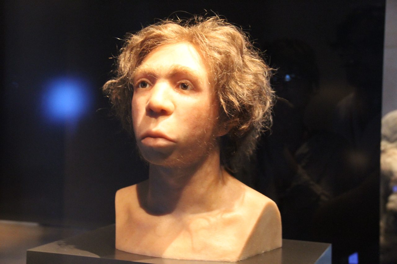 Skull reconstruction of the Le Moustier Neanderthal specimen, displayed at the Neues Museum, Berlin