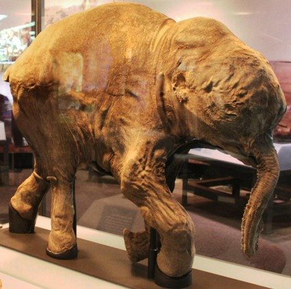 The Lyuba baby-mammoth specimen displayed in a museum case, a small intact mummified mammoth calf lying on its side.