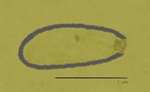 A hand-drawn illustration of the amphora-shaped giant virus Pithovirus sibericum, showing its thick outer wall and a corked opening at one end.