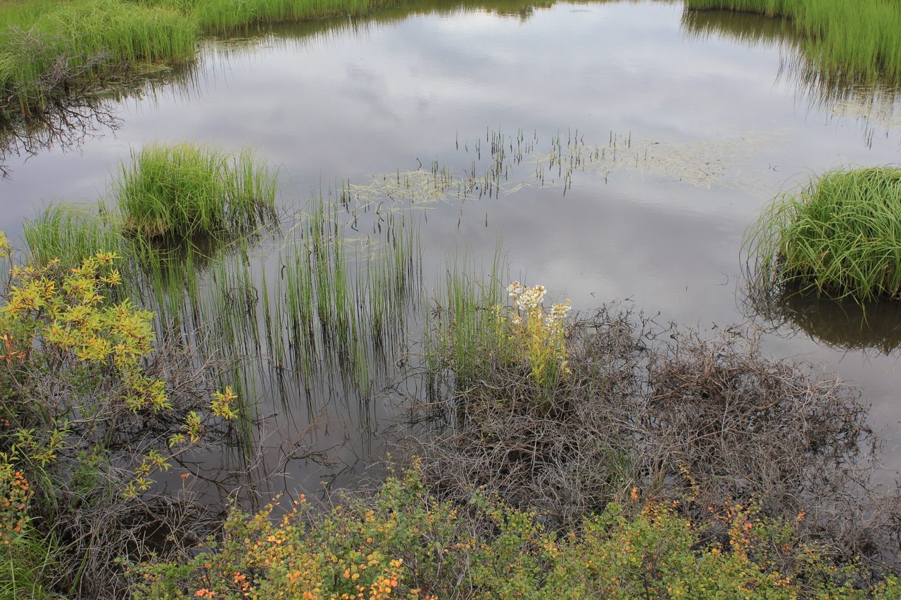 A thermokarst melt pond of still water pooled in slumped, waterlogged tundra on the Seward Peninsula in Alaska, with low green vegetation around its collapsing edges.