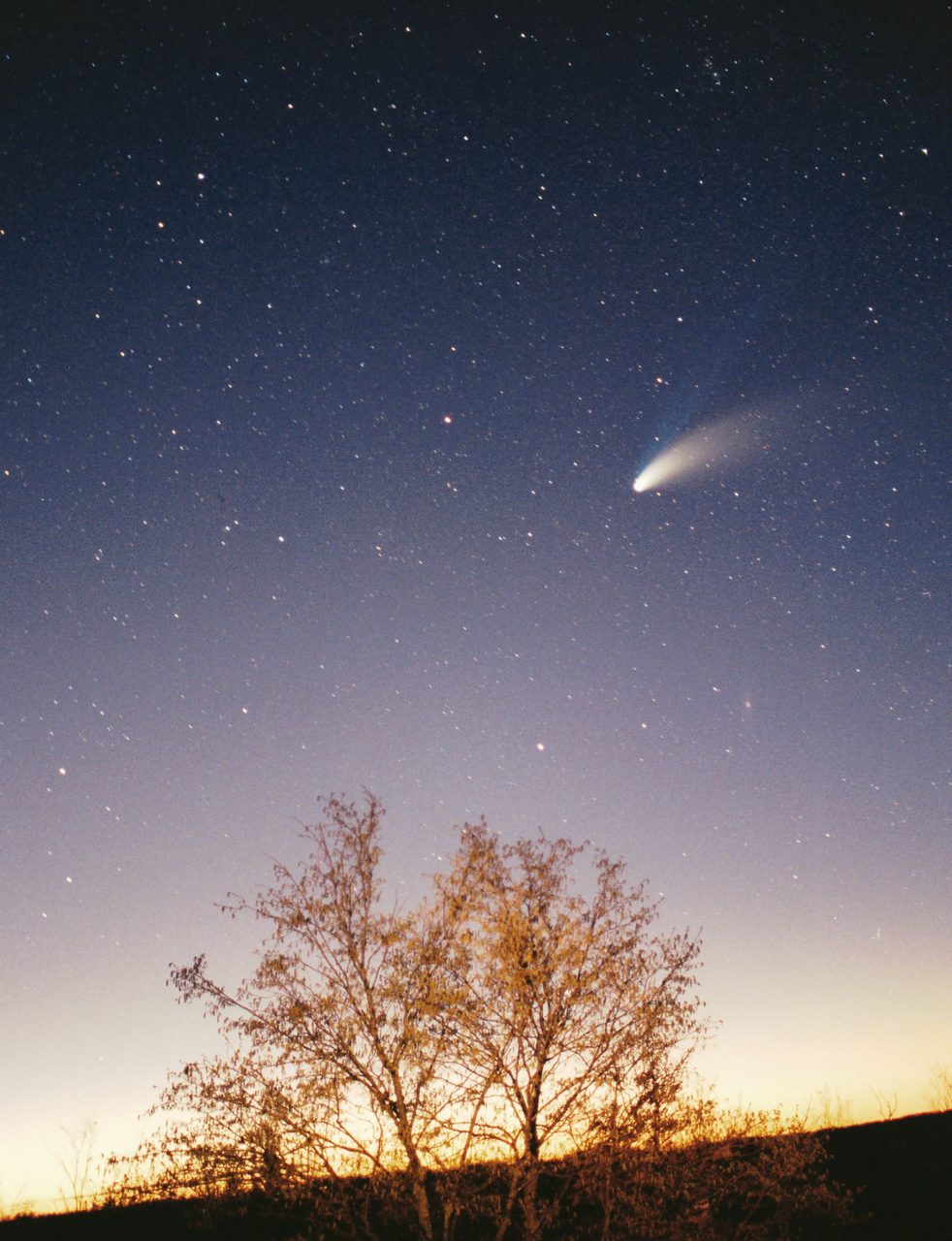 Comet Hale-Bopp with its bright tail visible in a star field above a bare tree at twilight