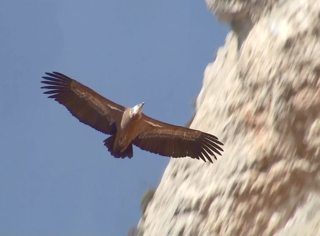 A griffon vulture in flight with wings outstretched against a pale sky