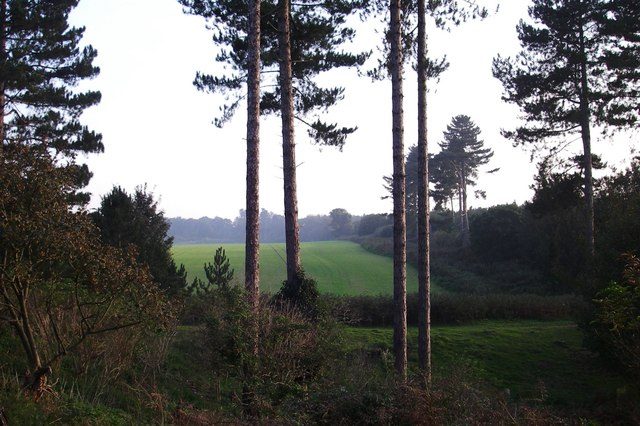 A view over a hedge from a pine plantation onto open field at the eastern edge of Rendlesham Forest, the supposed landing site
