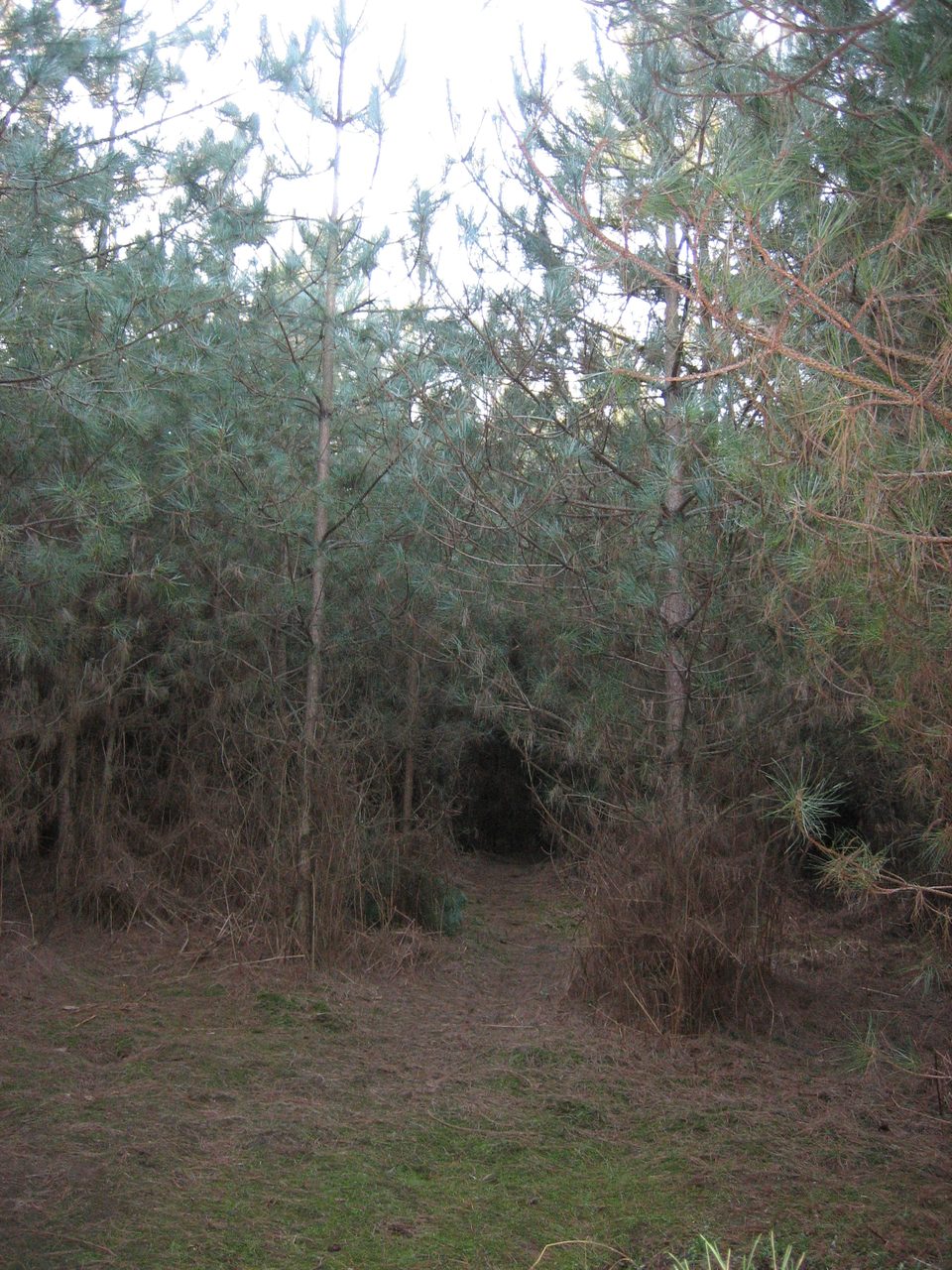 A clearing among the pines on the present-day Rendlesham Forest UFO Trail walking route