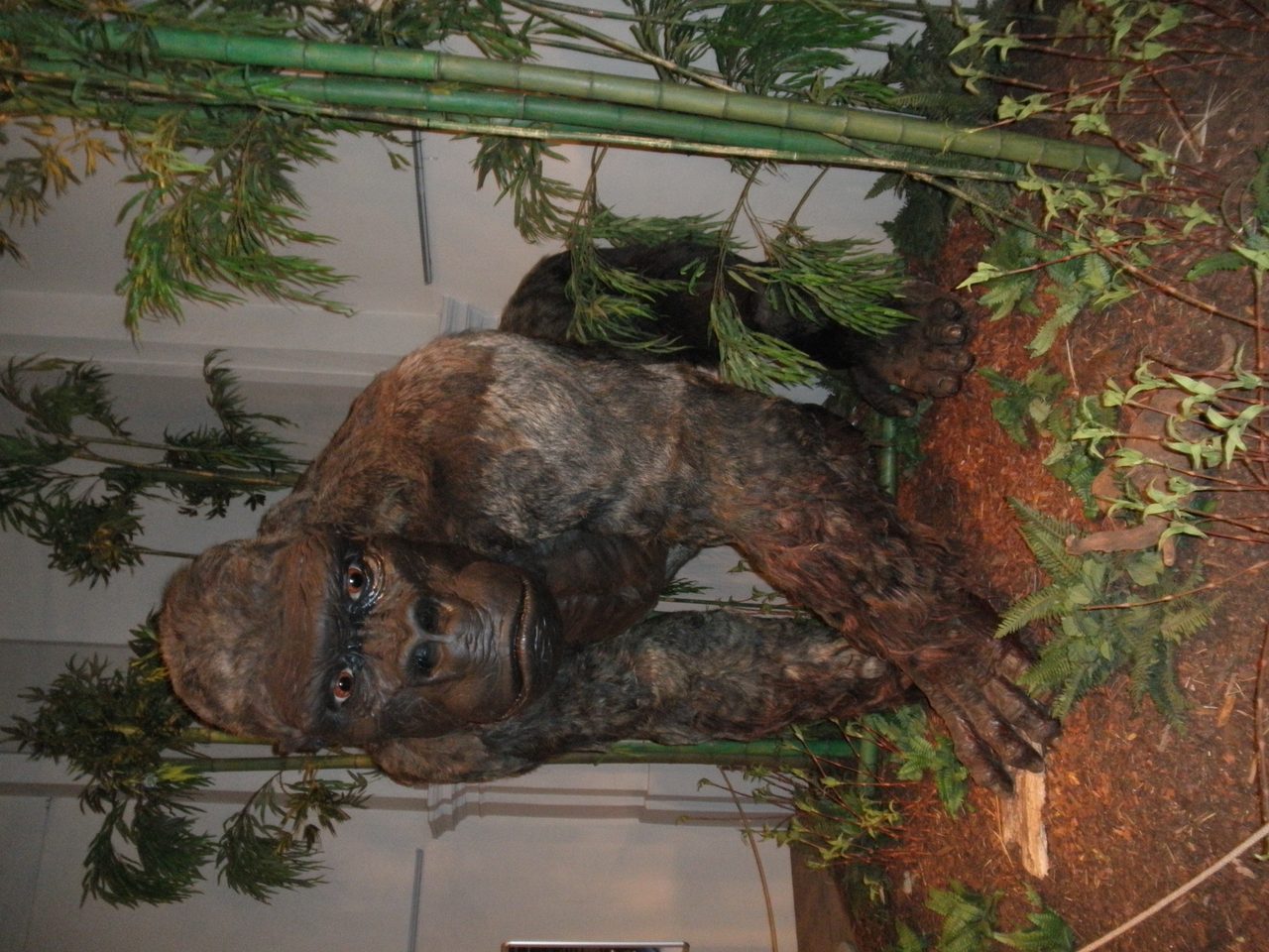 Museum restoration model of Gigantopithecus blacki