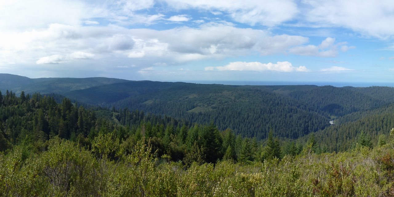 Old-growth coastal redwood forest, Redwood National Park, California