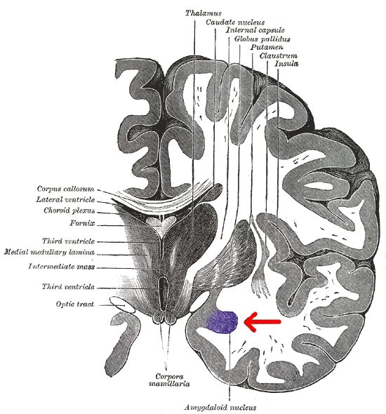 Coronal brain cross-section highlighting the amygdala