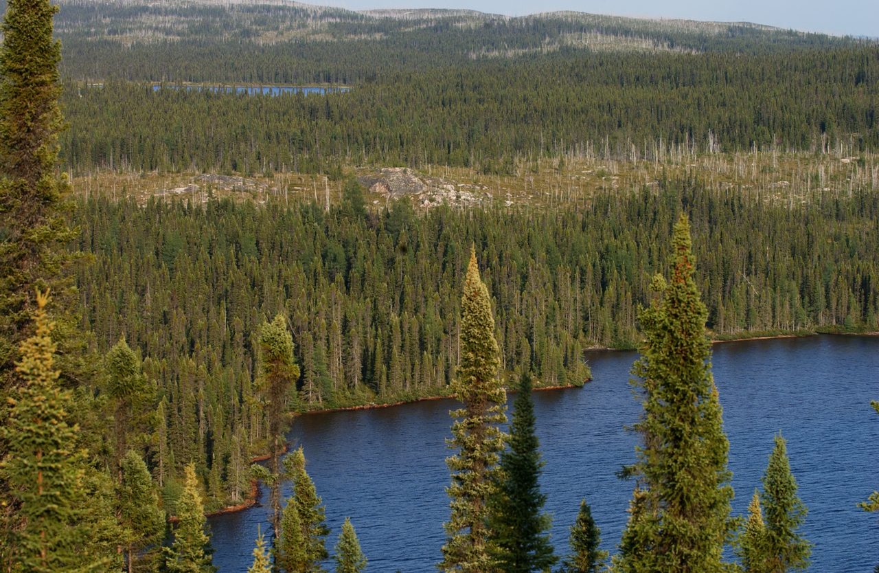 Taiga boreal forest landscape, James Bay region, northern Quebec