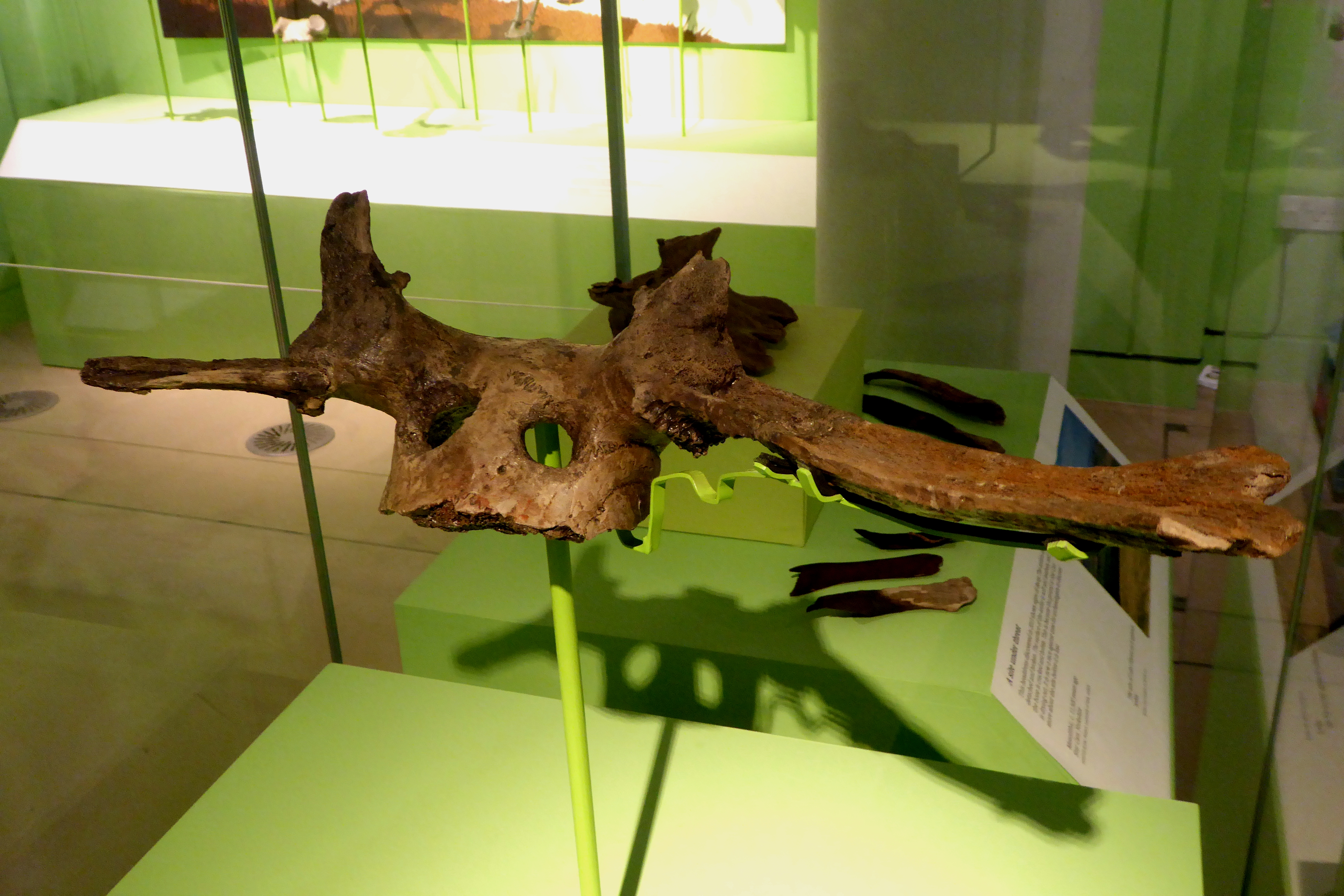 A Mesolithic antler headdress, a worked red deer skull with bored attachment holes, from Star Carr, North Yorkshire