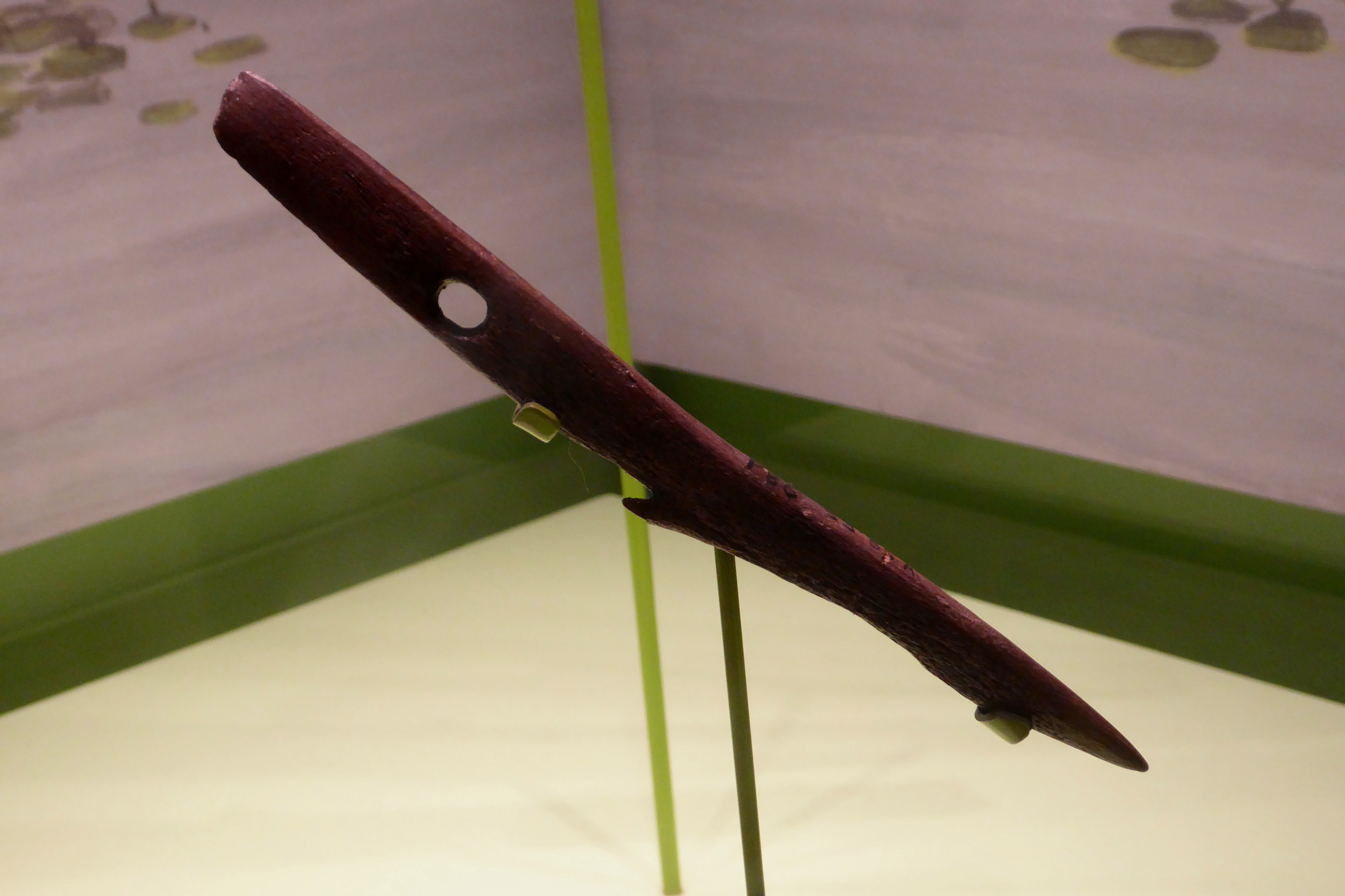 A Mesolithic barbed antler harpoon from Star Carr, North Yorkshire, on display at the Cambridge University Museum of Archaeology and Anthropology