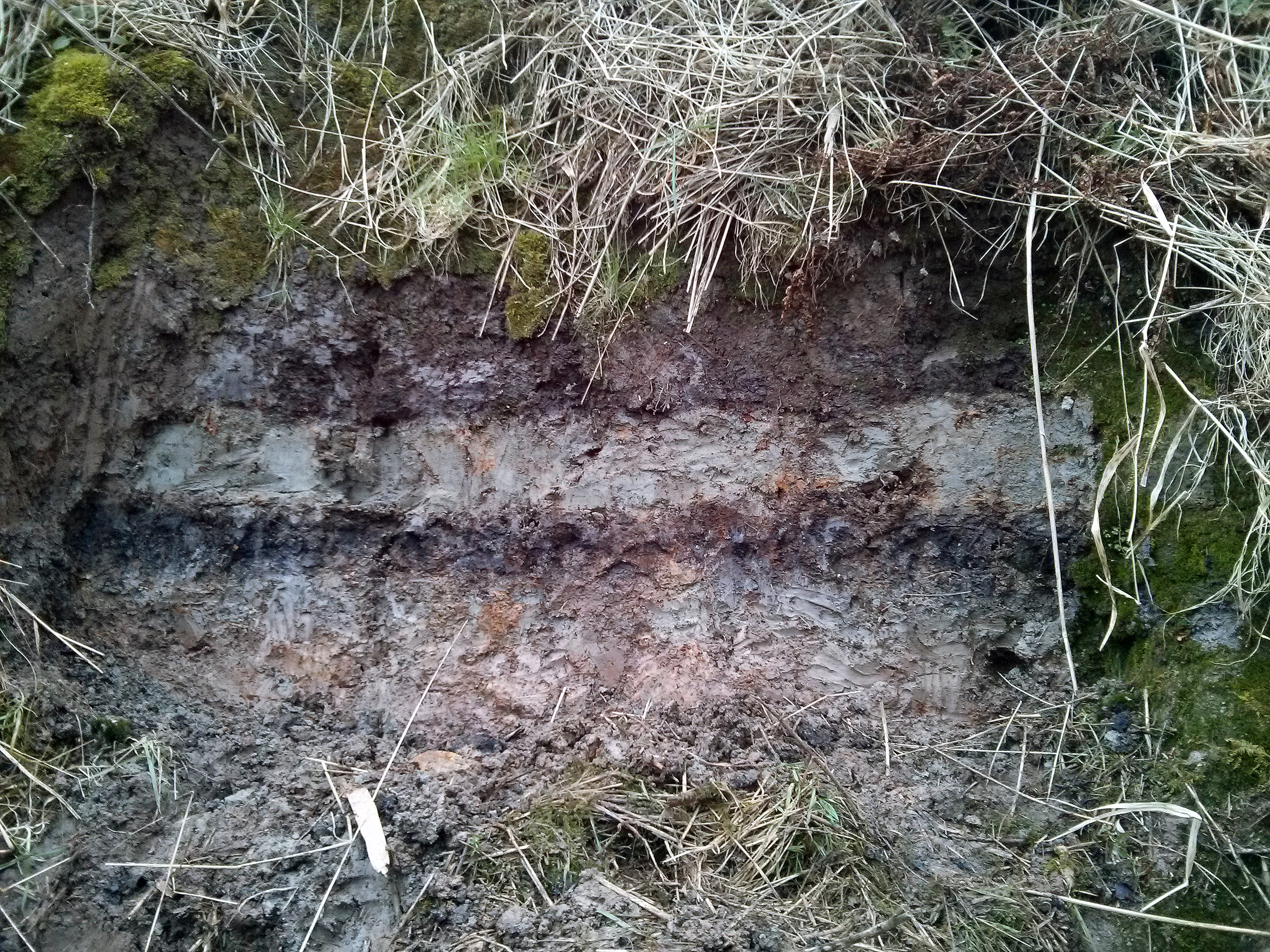 The Storegga tsunami sand deposit, a distinct layer bracketed by peat, exposed at Montrose Basin, Scotland