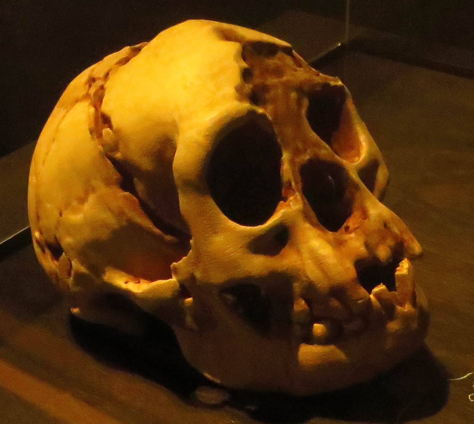 Homo floresiensis skull specimen, Royal Belgian Institute of Natural Sciences
