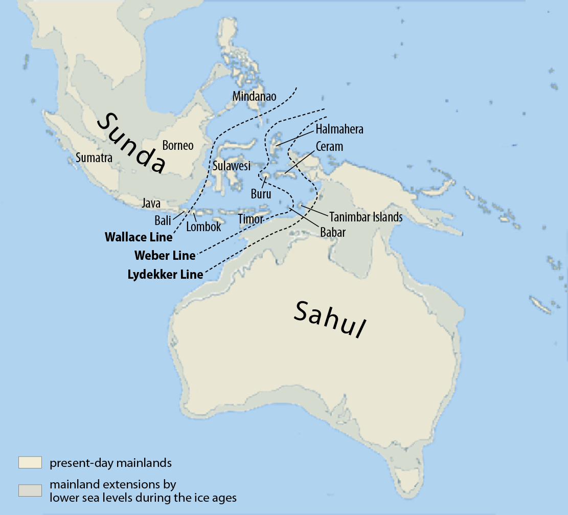 Map of Sunda and Sahul with the Wallace, Lydekker, and Weber biogeographic lines