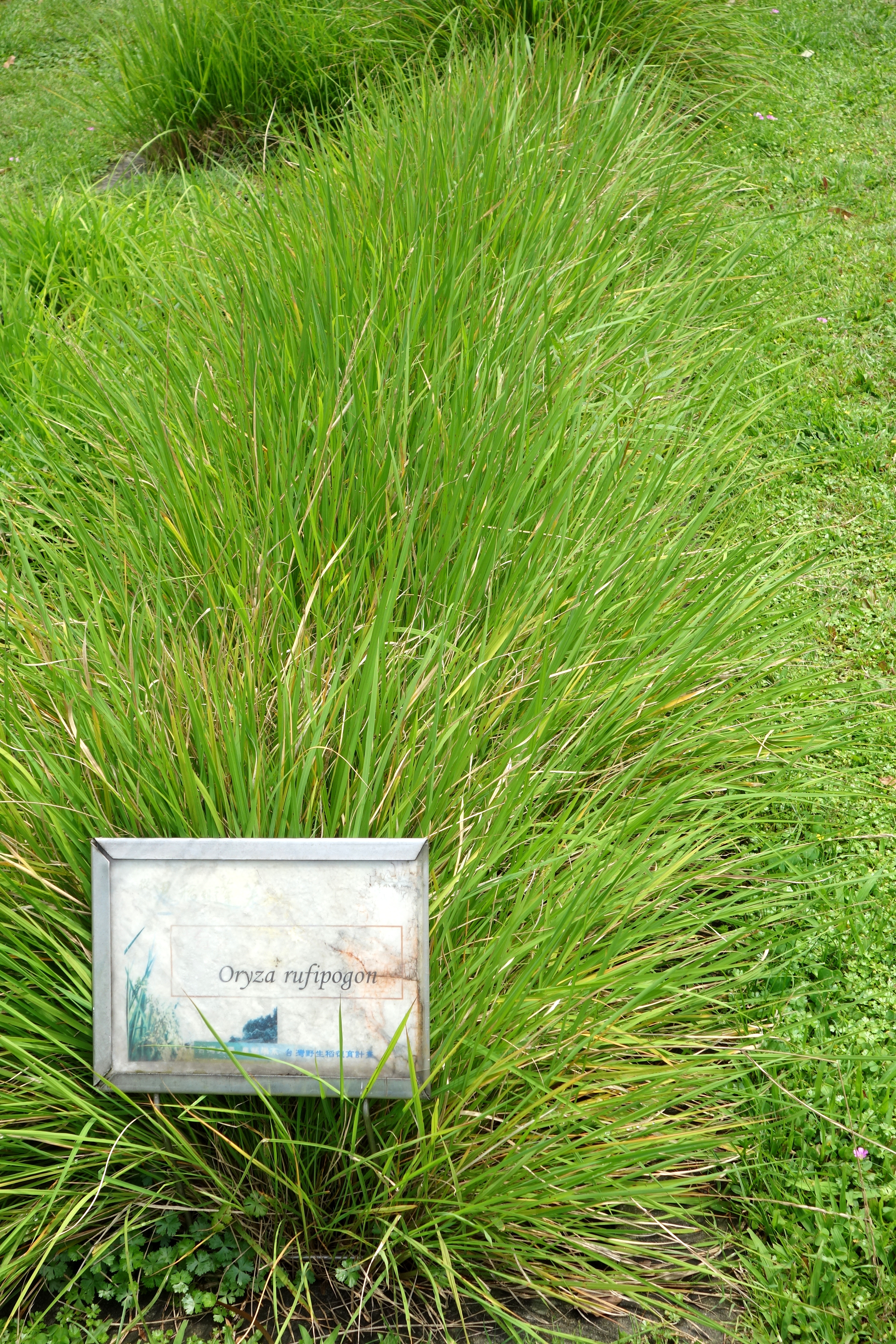 Wild rice (Oryza rufipogon) plants