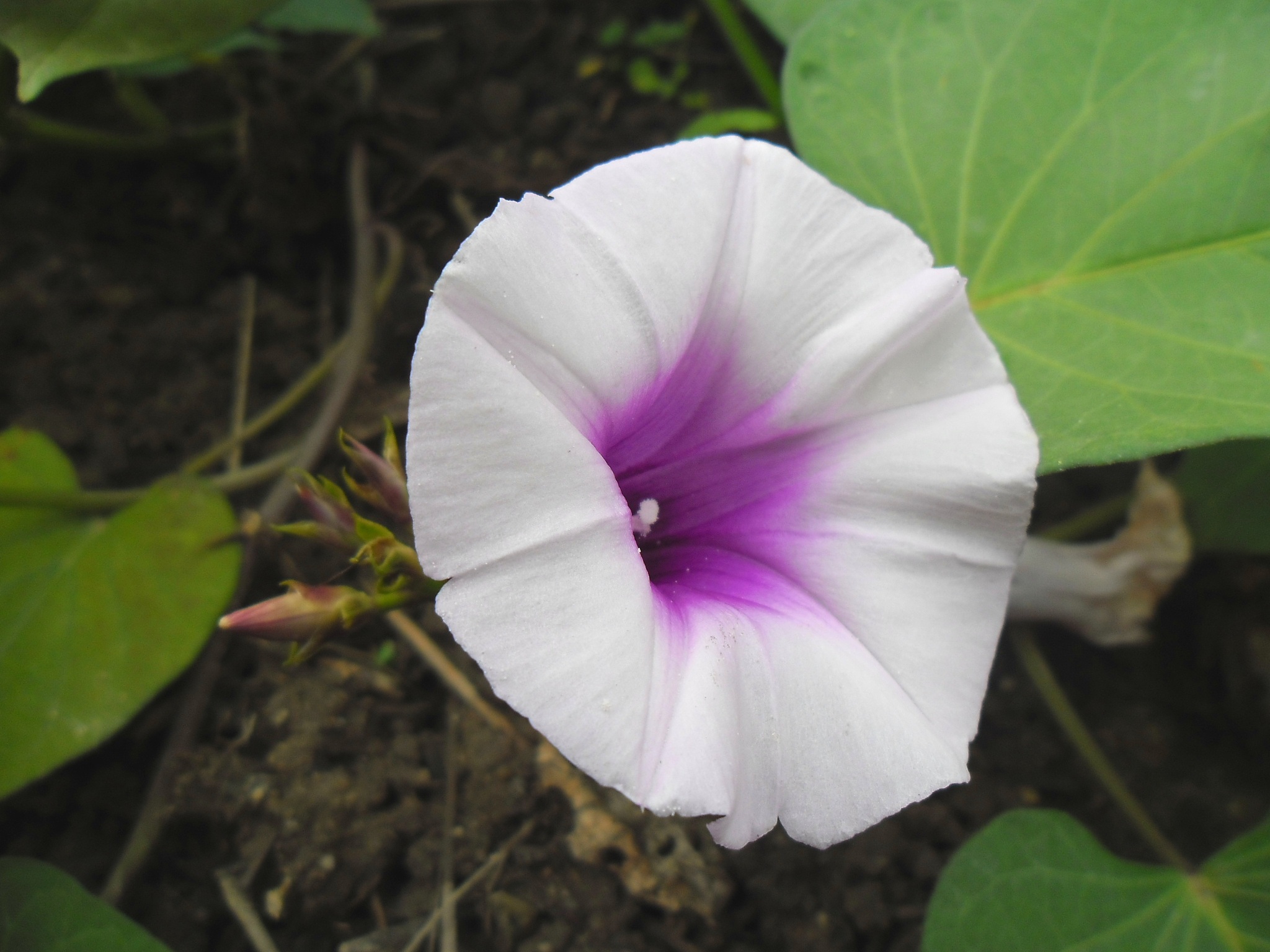 A sweet potato (Ipomoea batatas) flower in bloom
