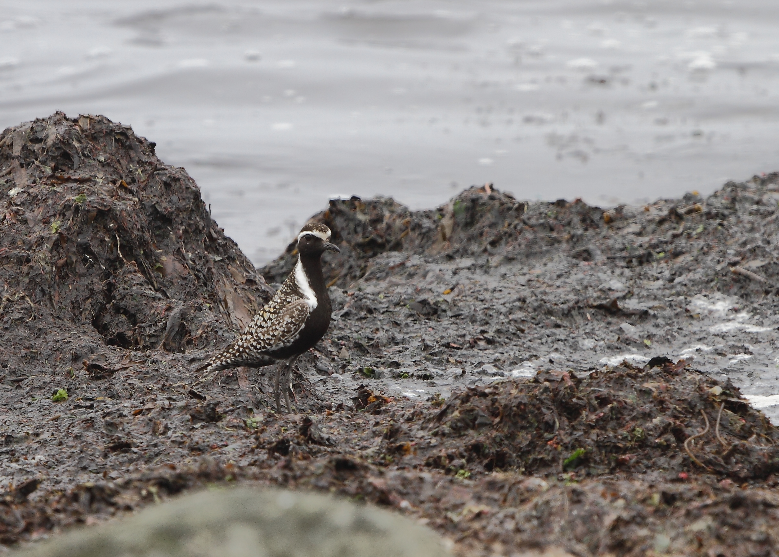 A Pacific Golden Plover (Pluvialis fulva)