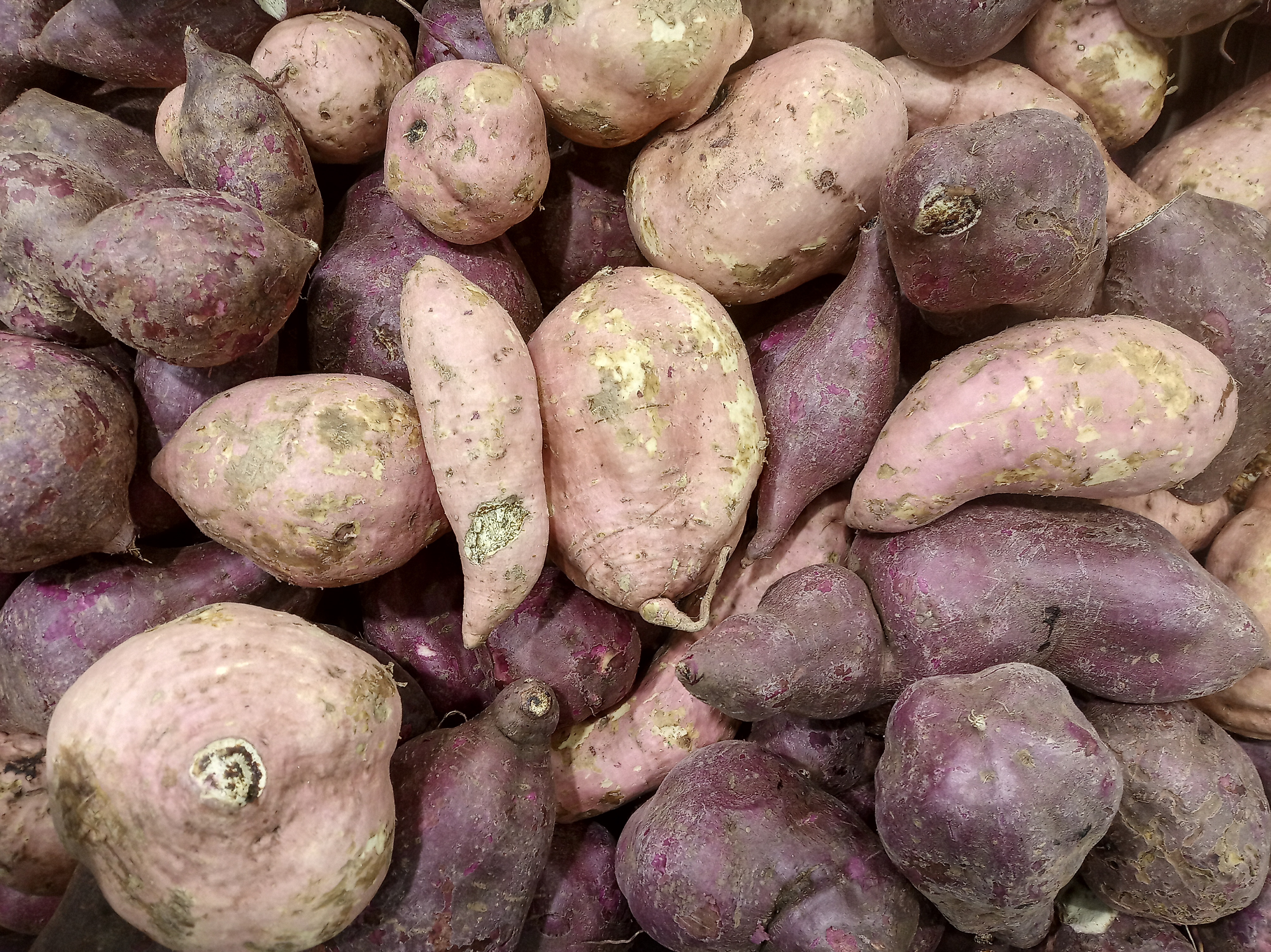 Several harvested sweet potato (Ipomoea batatas) tubers