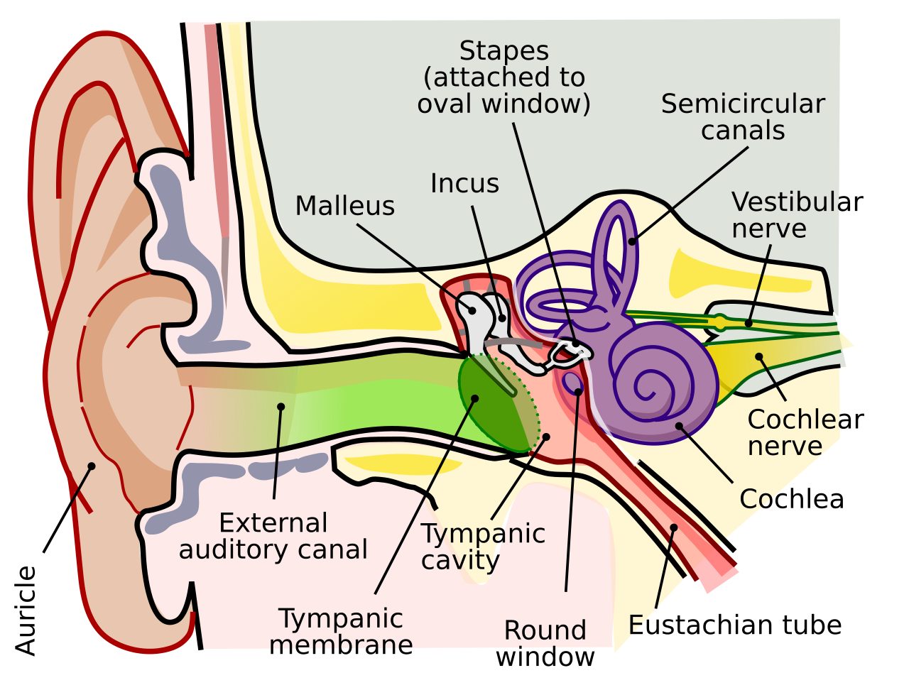A labeled cross-sectional diagram of the human ear, color-coded into the outer ear, the middle ear with its three small bones, and the inner ear containing the spiral cochlea