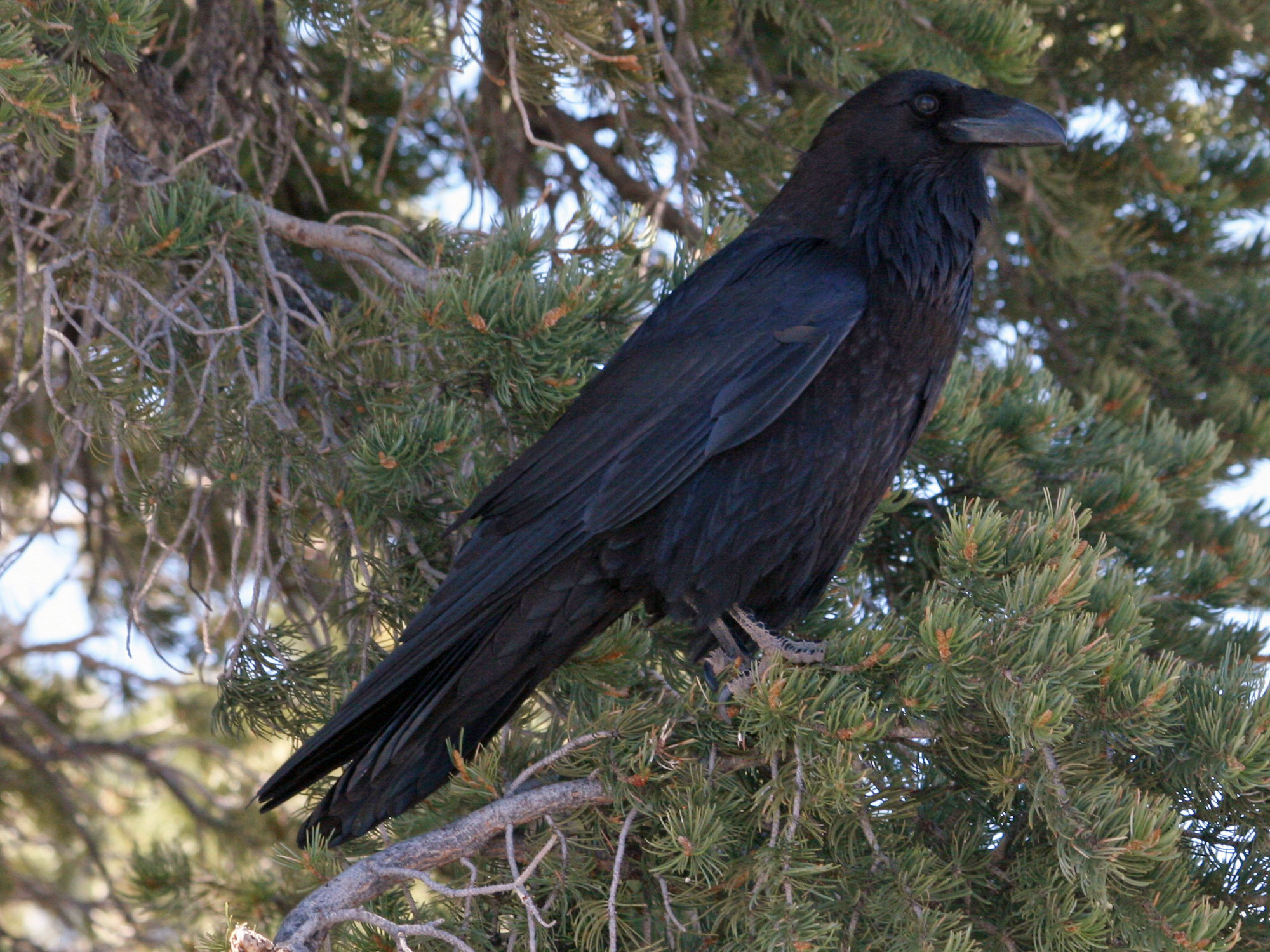 Photograph of a Common Raven (Corvus corax), Grand Canyon, Arizona