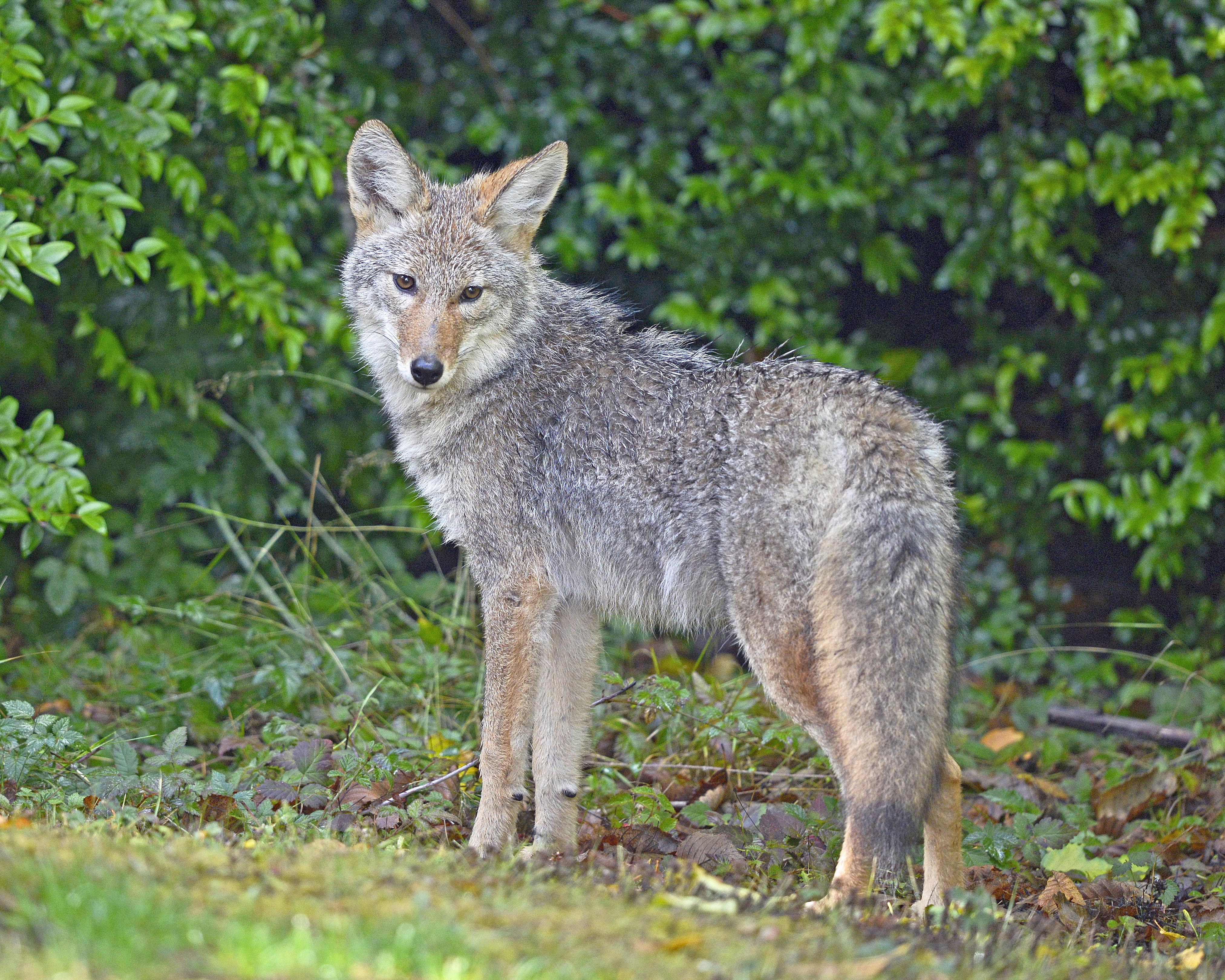 Photograph of a coyote (Canis latrans) in western Washington State
