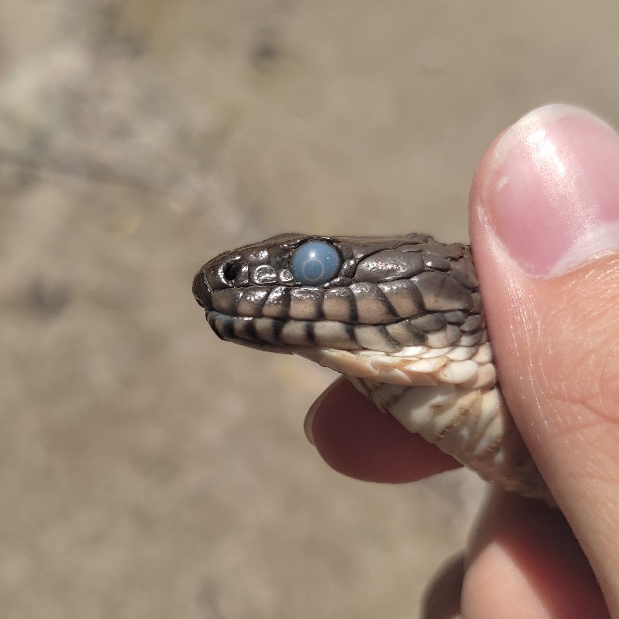 A dice snake (Natrix tessellata) shedding its skin