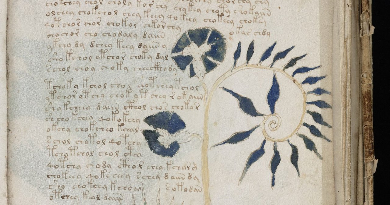 A Voynich Manuscript page showing a drawn plant beside blocks of the manuscript's unknown script