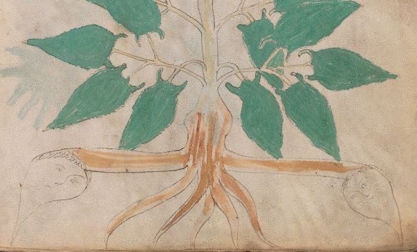 A drawn plant root in the Voynich Manuscript rendered with two human faces on it