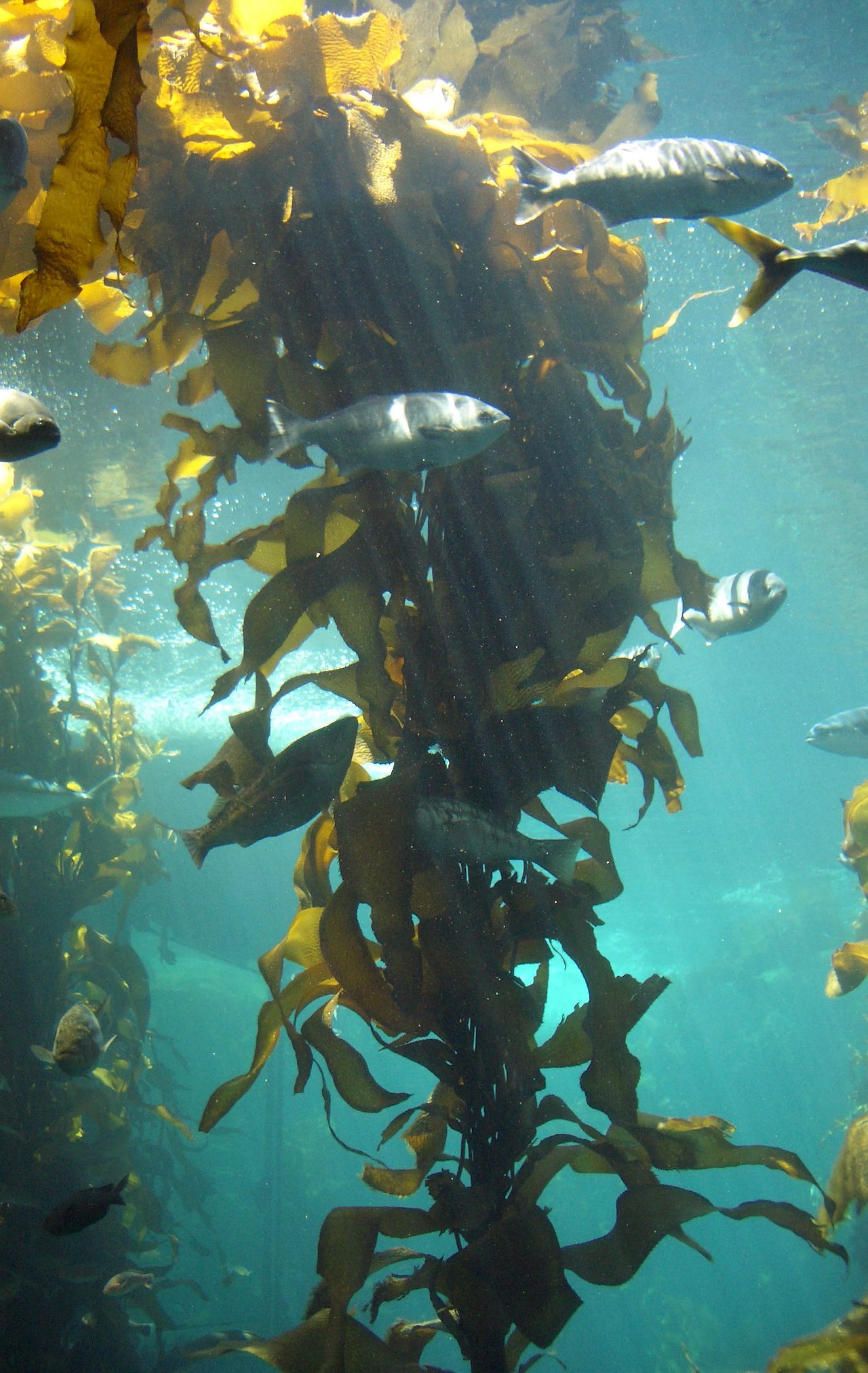 Giant kelp photographed at the Monterey Bay Aquarium's kelp forest exhibit