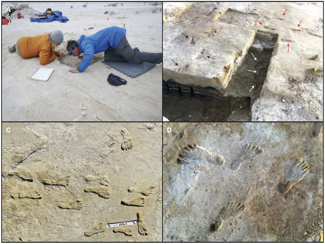 USGS research figure documenting the White Sands fossil human footprint trackways and the seed-dating method used on them