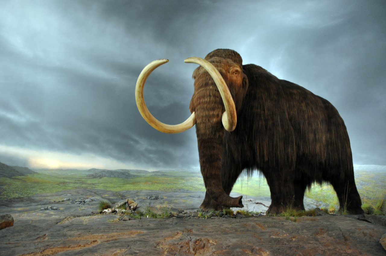 A life-size recreation of a woolly mammoth, one of the North American megafauna genera that went extinct at the Younger Dryas onset